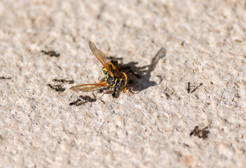 a wasp gets attacked by ants