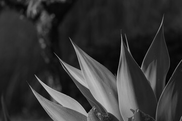 black and white picture of a aloe vera plant