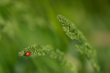 a single ladybug on a blade of grass with green background