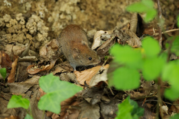 a mouse in the forests of Switzerland