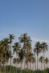 Fototapeta na wymiar roadside coconut plantation with twilight sky in the afternoon.