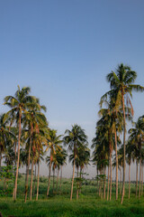roadside coconut plantation with twilight sky in the afternoon.