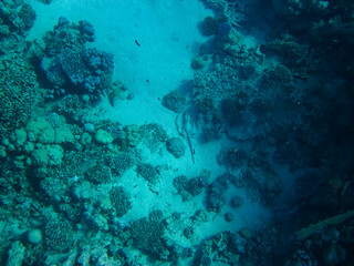 Fototapeta na wymiar Marine inhabitants of a coral reef in the Red Sea