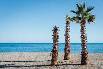 3 palmiers sur une plage de la Côte-d'Azur. Des arbres sur une plage. Plage de vacances à...