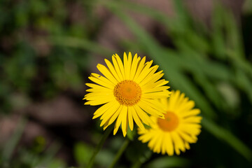 Doronicum orientale - leopard's bane, yellow daisy spring flower