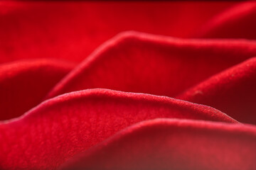 Close up macro shot of rose petals. 