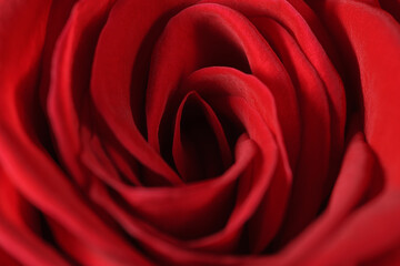 Close up macro shot of a red rose. 