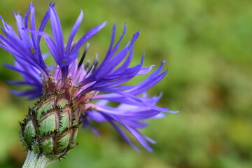 Nahaufnahme einer seitlichen Kornblume