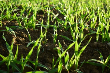 Nahaufnahme eines Ackers