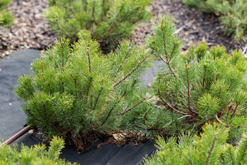 Mountain pine (Pinus mugo) seedlings . Plant irrigation system..Wood chips on geotextile