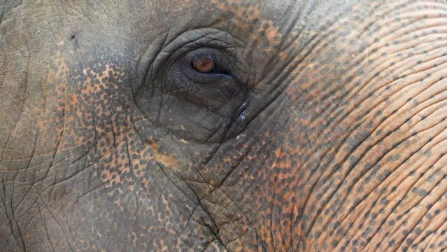 Majestic Elephant Close-Up: Natures Marvel.
