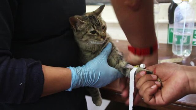 Canulaci&oacute;n de pata de gata color pardo, donde insertan y fijan la aguja por una de sus venas, mientras dos manos la sostienen.