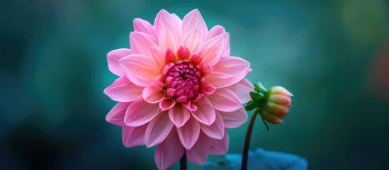 Foto op Canvas Gorgeous solitary pink dahlia bloom © Sona