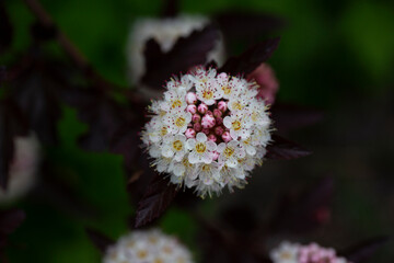 Dozens of white flowers of purple leaved Physocarpus opulifolius in may