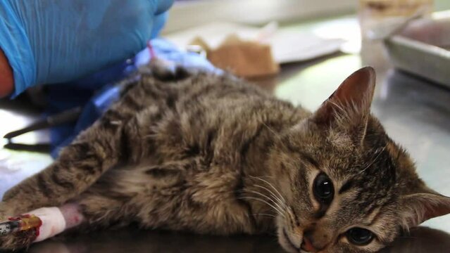 Procedimiento quir&uacute;rgico de esterilizaci&oacute;n a gata de color pardo y trabajando con herramientas quir&uacute;rgicas para hacer la operaci&oacute;n.