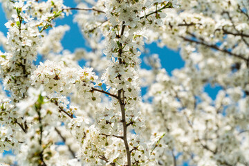 Cherry blossom background. Beautiful blossom cherry in spring time. Nature scene with blooming tree