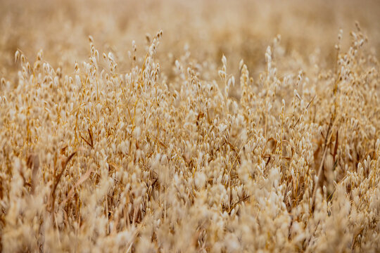 Ripe oats in a field with selective focus
