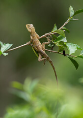 garden lizard on a branch