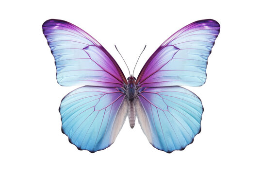 Blue and Purple Butterfly. A photo of a blue and purple butterfly positioned on a Transparent background, showcasing the vibrant colors of its wings.