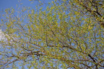 Golden Weeping Willow flower - Latin name - Salix alba subsp. vitellina Pendula