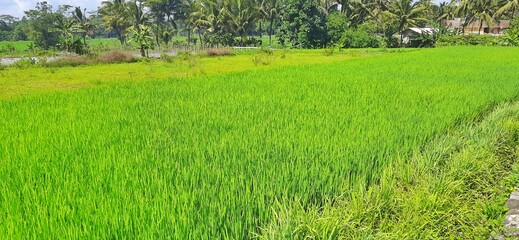 Beautiful view green rice paddy field plantation or rice field with blue sky. Grass summer agriculture in rural Indonesia