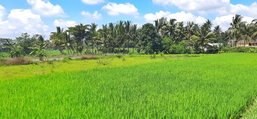 Beautiful view green rice paddy field plantation or rice field with blue sky. Grass summer agriculture in rural Indonesia