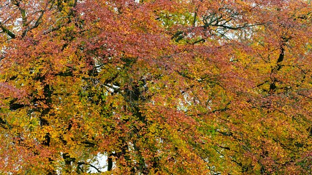 Autumn leaves on trees background, England, UK