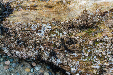 Driftwood Barnacles Macro