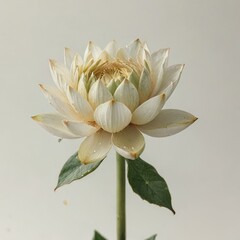 dahlia flower lotus flower on  white