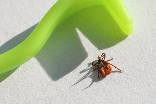 Macro encephalitic tick, abdomen upwards on white textured surface next to insect skin puller for humans and animals