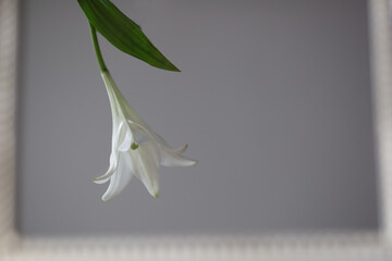 weisse lilie im spiegel © ewa