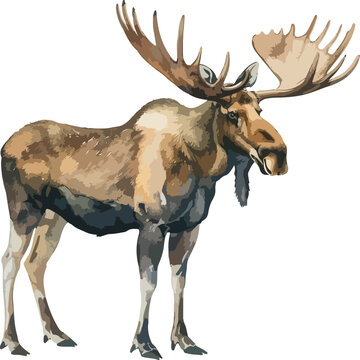 Moose from a splash of watercolor, colored drawing, realistic. Vector illustration of paints. AI generated illustration.