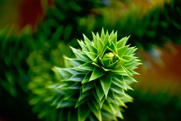 Foto op Canvas Closeup of monkey puzzle tree branch, England, UK © Olya GY