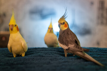 Beautiful photo of a bird. Ornithology.Funny parrot.Cockatiel parrot.
Home pet yellow...