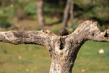 Beautiful portrait of a mongoose on a tree trunk peeking out of the middle of the tree in Sierra Morena, Andalusia, Spain, Europe