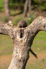 Beautiful vertical portrait of a mongoose on a tree trunk peeking out of the middle of the tree in Sierra Morena, Andalusia, Spain, Europe