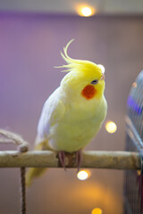 Beautiful photo of a bird. Ornithology.Funny parrot.Cockatiel parrot.
Home pet yellow bird.Beautiful feathers.Love for animals.Cute cockatiel.Home pet parrot.A bird with a crest.Natural color.
memes.