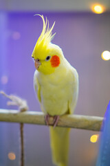 Beautiful photo of a bird. Ornithology.Funny parrot.Cockatiel parrot.
Home pet yellow...