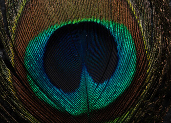Obraz premium peacock feather background