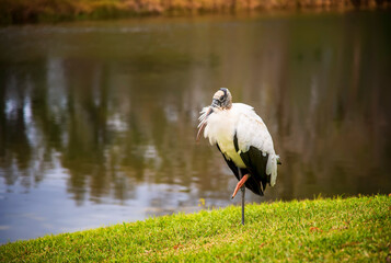 Obraz na płótnie Canvas Large Wood Stork Bird, Resting on the Side of a Tropical Pond