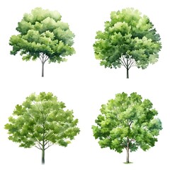 set of watercolor trees