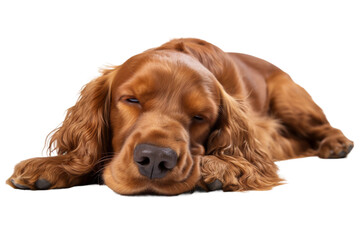 Close Up of a Dog Laying on the Ground. A detailed view of a dog resting on the ground, showcasing its relaxed posture and peaceful demeanor.