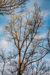 Fototapeta na wymiar Photograph of a tree top in the sunlight