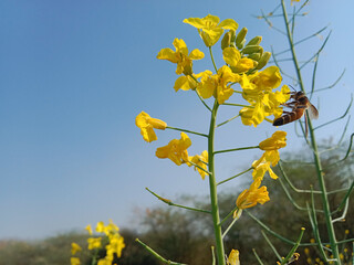 Honey Bee collect nectar or pollen from the flower of brassica campestris or field mustard