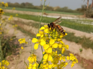 Honey Bee collect nectar or pollen from the flower of brassica campestris or field mustard