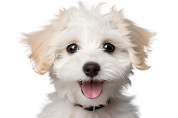 Small White Dog With Black Collar. A small white dog with a black collar sits on a grassy field,...