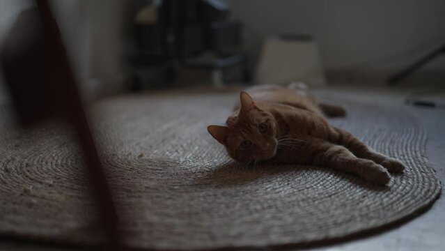 Toma 4k de gato naranja tumbado retozando sobre alfombra de mimbre