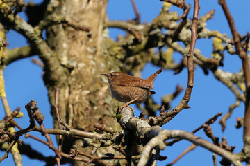 Troglodyte mignon (Troglodytes troglodytes)
Troglodytes troglodytes in its natural element