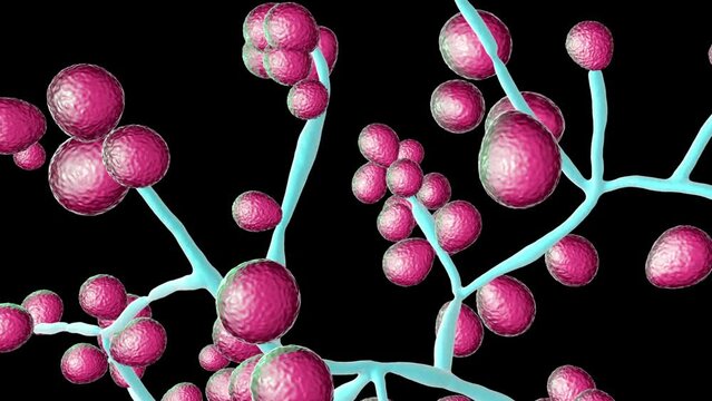 3D animation highlights Candida fungi morphology, including Candida albicans, Candida auris, and other yeast fungi with similar morphology.