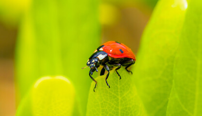 red ladybug on a green leaf in the grass, close-up blurred